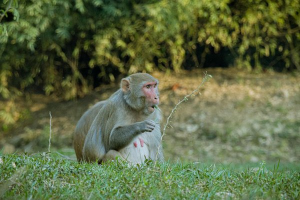 Les Romanciers Français : Une Plongée dans Leur Vision de la Société